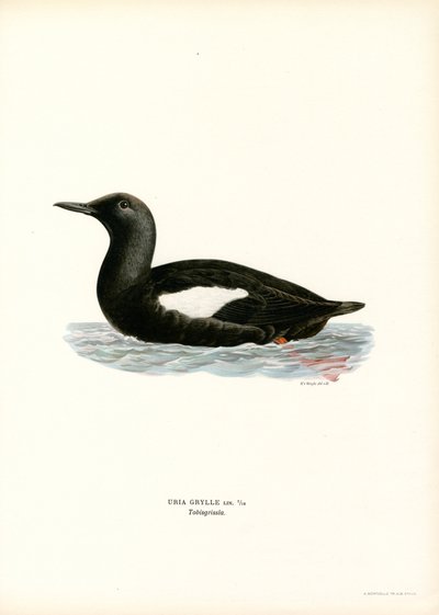 Musta Guillemot (väri litho) tekijältä Magnus Ferdinand and Wilhelm von Wright
