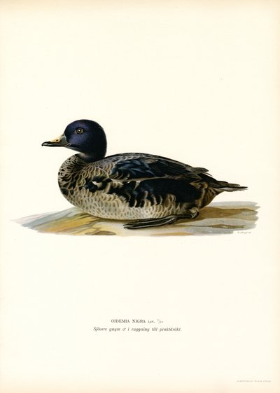 Musta Scoter (väri litho) tekijältä Magnus Ferdinand and Wilhelm von Wright