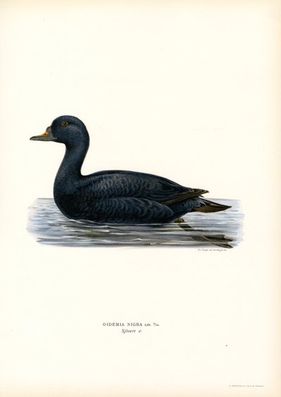 Musta Scoter (väri litho) tekijältä Magnus Ferdinand and Wilhelm von Wright