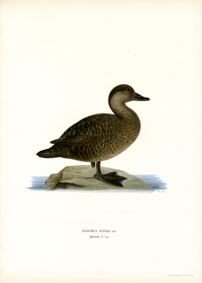 Musta Scoter (väri litho) tekijältä Magnus Ferdinand and Wilhelm von Wright