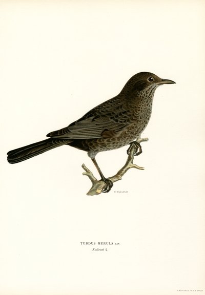 Blackbird (väri litho) tekijältä Magnus Ferdinand and Wilhelm von Wright