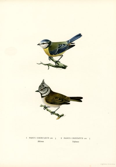 Sinitiainen (väri litho) tekijältä Magnus Ferdinand and Wilhelm von Wright