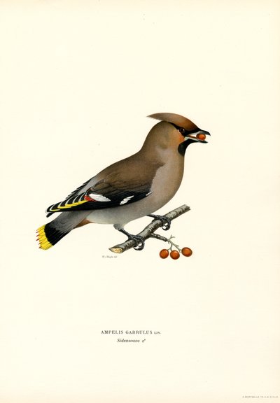 Bohemian Waxwing (värilliset osat) tekijältä Magnus Ferdinand and Wilhelm von Wright