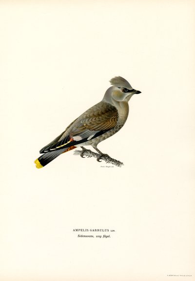 Bohemian Waxwing (värilliset osat) tekijältä Magnus Ferdinand and Wilhelm von Wright
