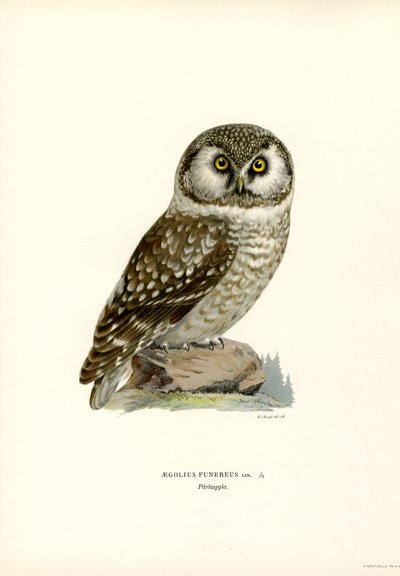 Boreaalipöllö (väri litho) tekijältä Magnus Ferdinand and Wilhelm von Wright