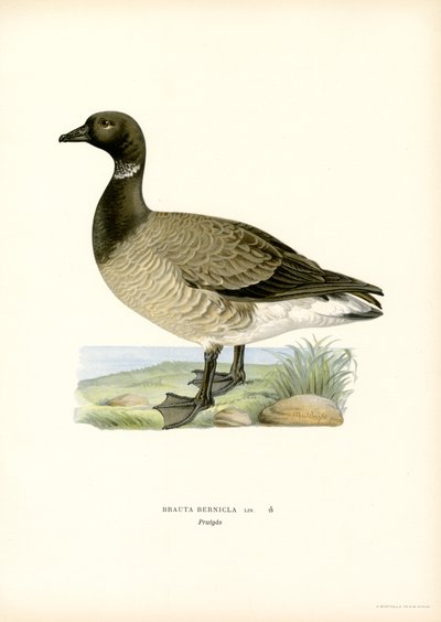 Brant Goose (väri litho) tekijältä Magnus Ferdinand and Wilhelm von Wright