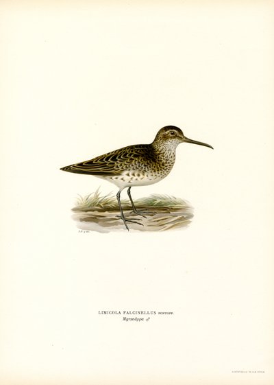 Leveänokkainen sandpiper (väri litho) tekijältä Magnus Ferdinand and Wilhelm von Wright