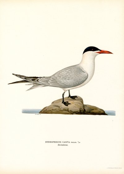 kaspiantiira (väri litho) tekijältä Magnus Ferdinand and Wilhelm von Wright