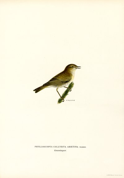Chiffchaff (väri litho) tekijältä Magnus Ferdinand and Wilhelm von Wright