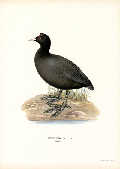 Common Coot (väri litho) tekijältä Magnus Ferdinand and Wilhelm von Wright