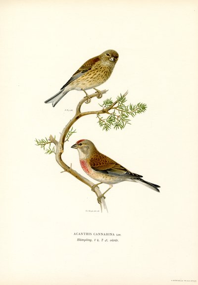 Tavallinen pellava (väri litho) tekijältä Magnus Ferdinand and Wilhelm von Wright