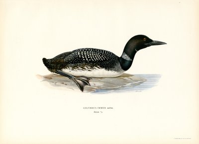 Common Loon (väri litho) tekijältä Magnus Ferdinand and Wilhelm von Wright