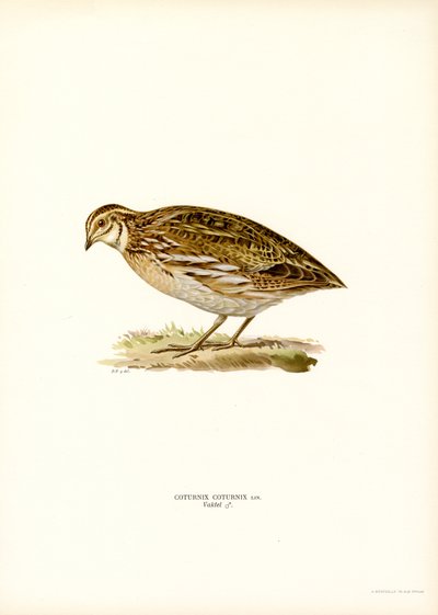 Viiriäinen (väri litho) tekijältä Magnus Ferdinand and Wilhelm von Wright