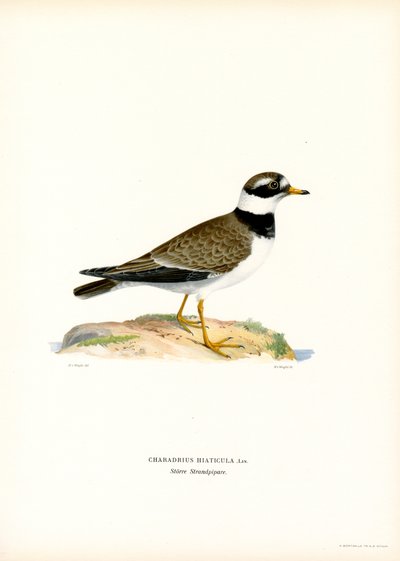 Sorkkatora (väri litho) tekijältä Magnus Ferdinand and Wilhelm von Wright
