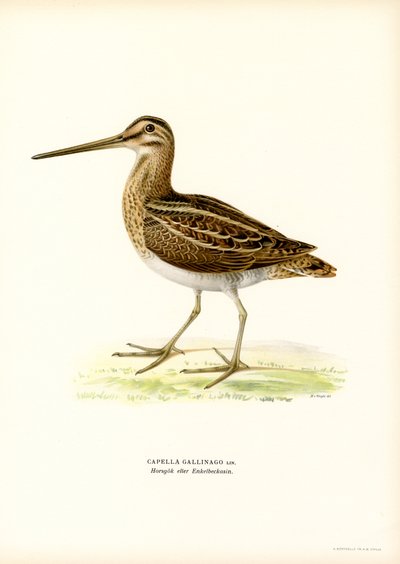Common Snipe (väri litho) tekijältä Magnus Ferdinand and Wilhelm von Wright