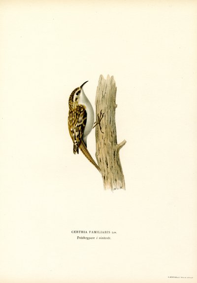 Common Treecreeper (väri litho) tekijältä Magnus Ferdinand and Wilhelm von Wright