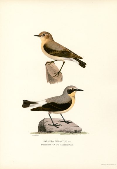 Common Wheatear (väri litho) tekijältä Magnus Ferdinand and Wilhelm von Wright