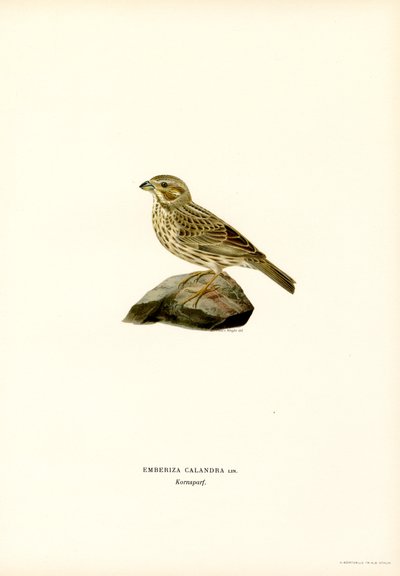 Maissisirkku (väri litho) tekijältä Magnus Ferdinand and Wilhelm von Wright