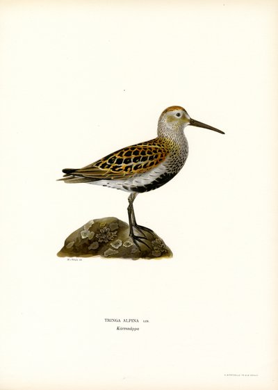 Dunlin (väri litho) tekijältä Magnus Ferdinand and Wilhelm von Wright