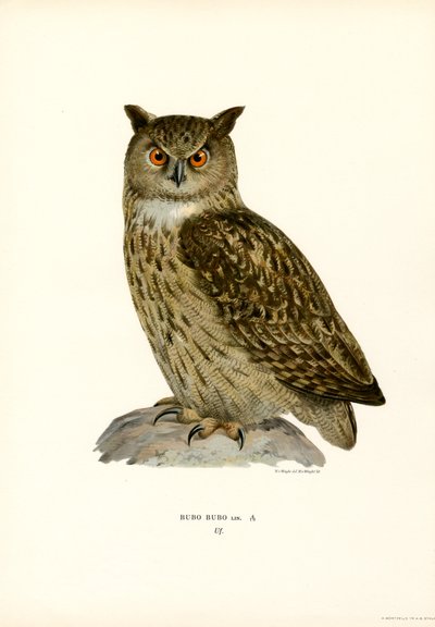 Pöllö (väri litho) tekijältä Magnus Ferdinand and Wilhelm von Wright