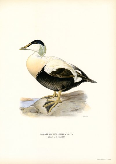 Haahka (väri litho) tekijältä Magnus Ferdinand and Wilhelm von Wright