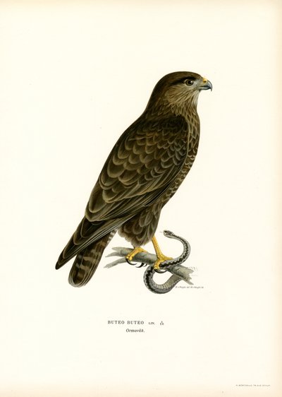 Euraasianhiiri (väri litho) tekijältä Magnus Ferdinand and Wilhelm von Wright