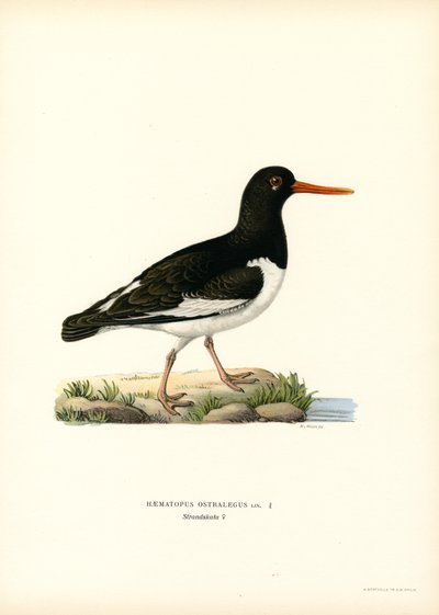 Euraasian osterisieppo (väri litho) tekijältä Magnus Ferdinand and Wilhelm von Wright