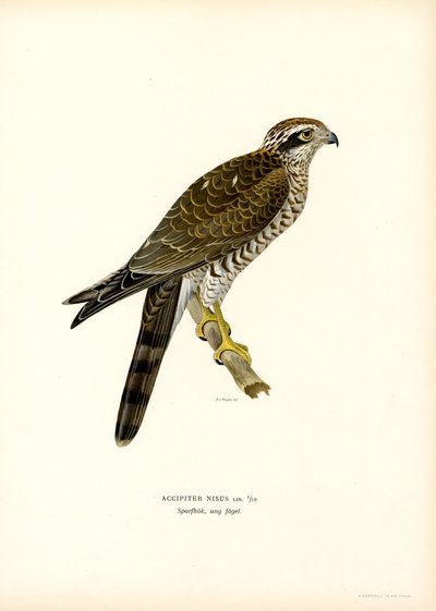 Euraasian Sparrowhawk (väri litho) tekijältä Magnus Ferdinand and Wilhelm von Wright