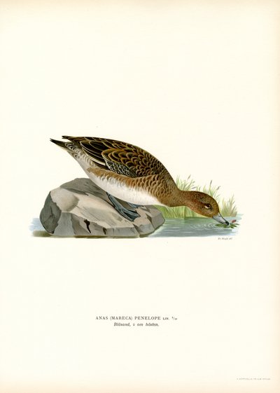 Euraasian Wigeon (väri litho) tekijältä Magnus Ferdinand and Wilhelm von Wright