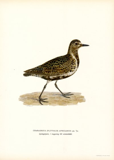 European Golden Plover (väri litho) tekijältä Magnus Ferdinand and Wilhelm von Wright
