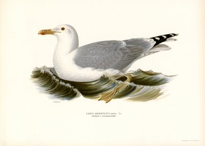 Silakkalokki (väri litho) tekijältä Magnus Ferdinand and Wilhelm von Wright