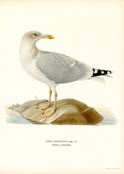 Silakkalokki (väri litho) tekijältä Magnus Ferdinand and Wilhelm von Wright