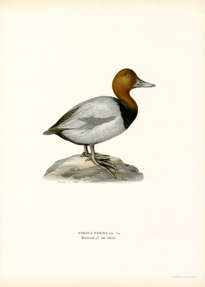 Eurooppalainen pochard (väri litho) tekijältä Magnus Ferdinand and Wilhelm von Wright