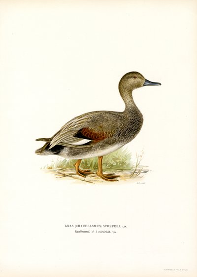 Gadwall (väri litho) tekijältä Magnus Ferdinand and Wilhelm von Wright