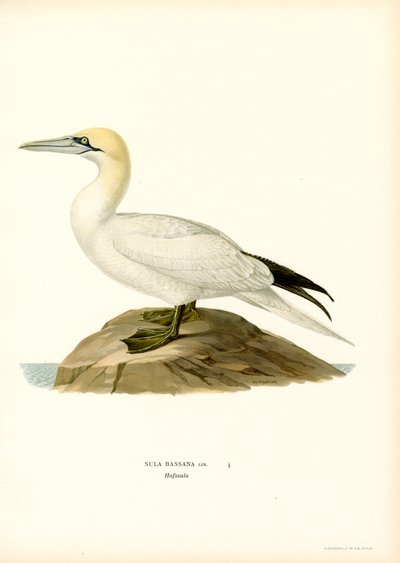Paratiisi (Black Litho) tekijältä Magnus Ferdinand and Wilhelm von Wright