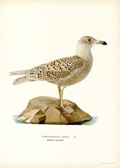 Glaucous Gull (väri litho) tekijältä Magnus Ferdinand and Wilhelm von Wright