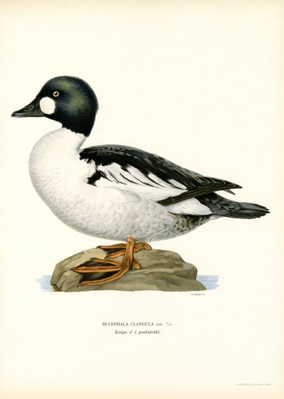Goldeneye Duck (väri litho) tekijältä Magnus Ferdinand and Wilhelm von Wright