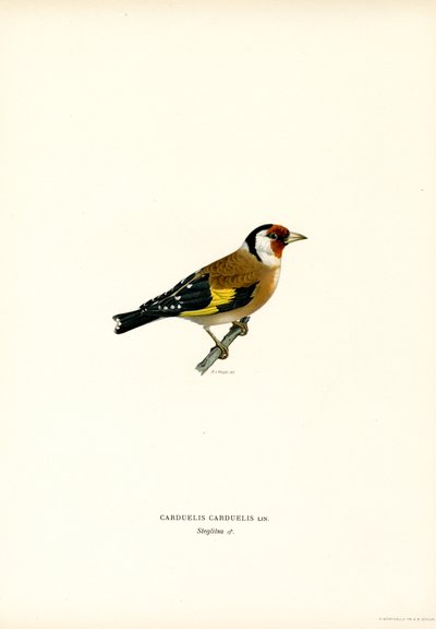 Goldfinch (väri litho) tekijältä Magnus Ferdinand and Wilhelm von Wright