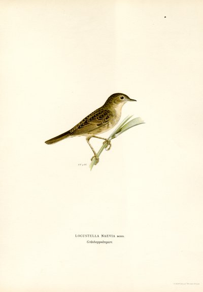 Llagosta Warbler (color lito) finlandès tekijältä Magnus Ferdinand and Wilhelm von Wright