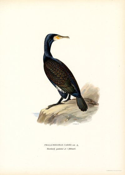 Merimetso (väri litho) tekijältä Magnus Ferdinand and Wilhelm von Wright