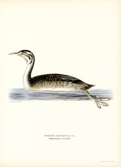 Harikurkku (väri litho) tekijältä Magnus Ferdinand and Wilhelm von Wright