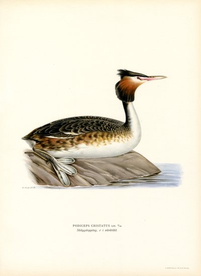 Harikurkku (väri litho) tekijältä Magnus Ferdinand and Wilhelm von Wright