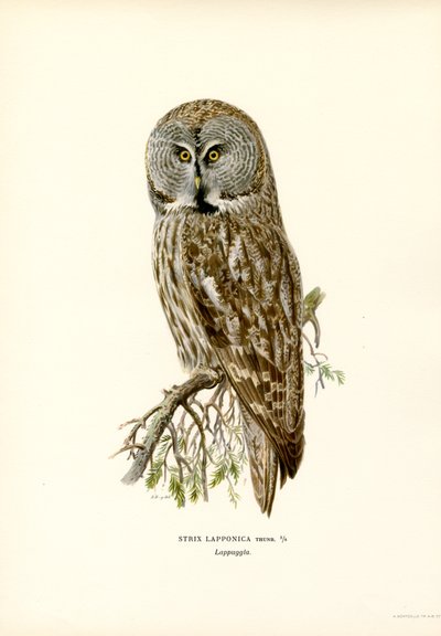 Iso harmaa pöllö (väri litho) tekijältä Magnus Ferdinand and Wilhelm von Wright