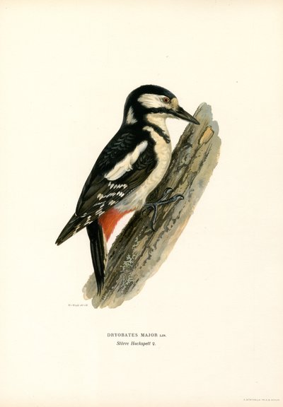 Isotikka (väri litho)Isotikka (väri litho) tekijältä Magnus Ferdinand and Wilhelm von Wright