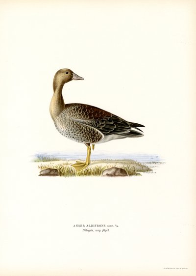 Iso-valkorintahanhi (väri litho) tekijältä Magnus Ferdinand and Wilhelm von Wright