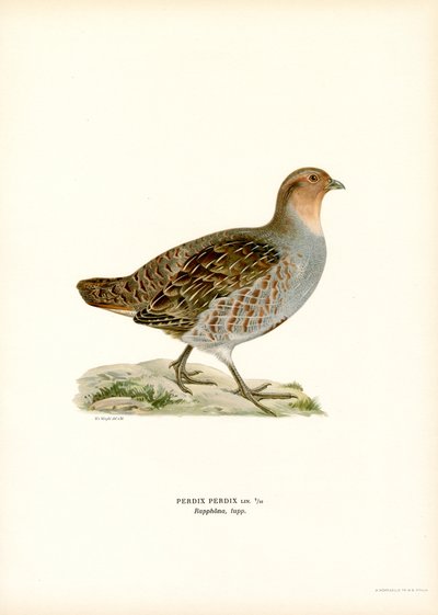 Harmaa Partridge (väri litho) tekijältä Magnus Ferdinand and Wilhelm von Wright