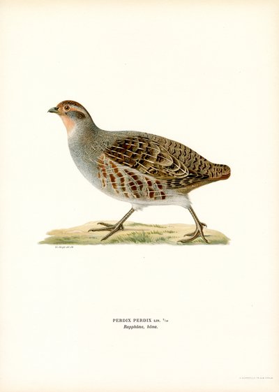 Harmaa Partridge (väri litho) tekijältä Magnus Ferdinand and Wilhelm von Wright