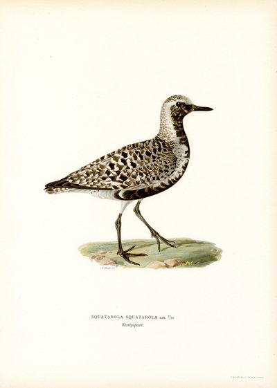 Grey Plover (väri litho) tekijältä Magnus Ferdinand and Wilhelm von Wright