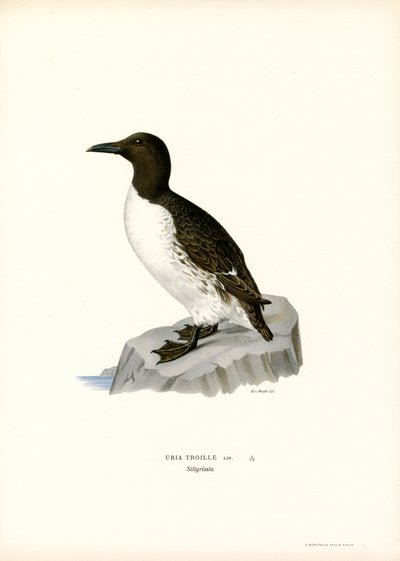 Guillemot (väri litho) tekijältä Magnus Ferdinand and Wilhelm von Wright