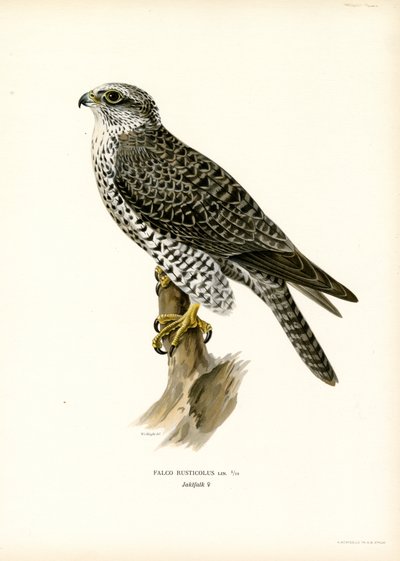 Gyrfalcon (väri litho) tekijältä Magnus Ferdinand and Wilhelm von Wright